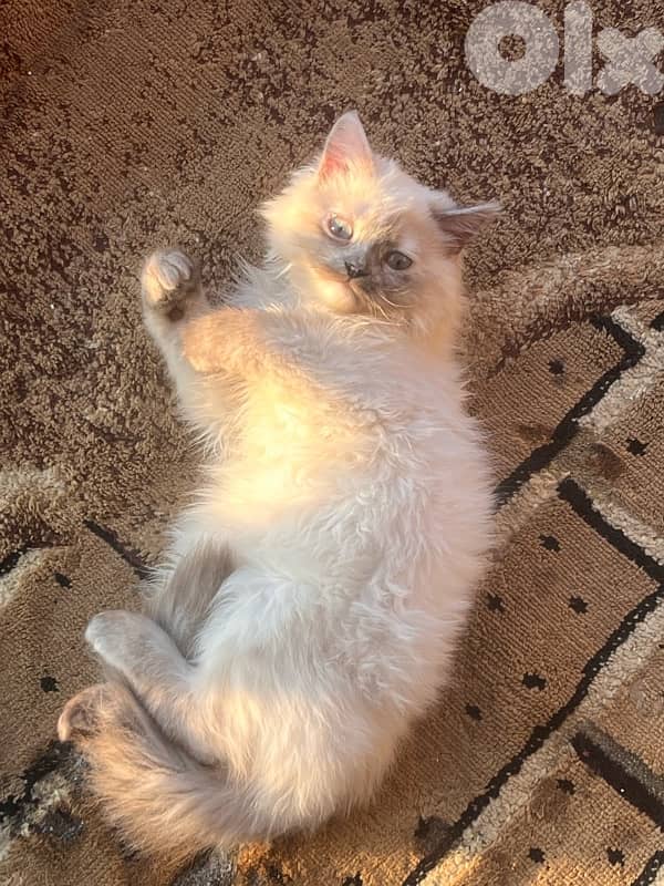 ابحث عن قط للزواج 1