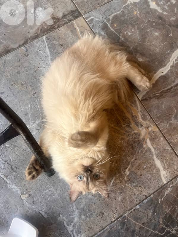 ابحث عن قط للزواج 2