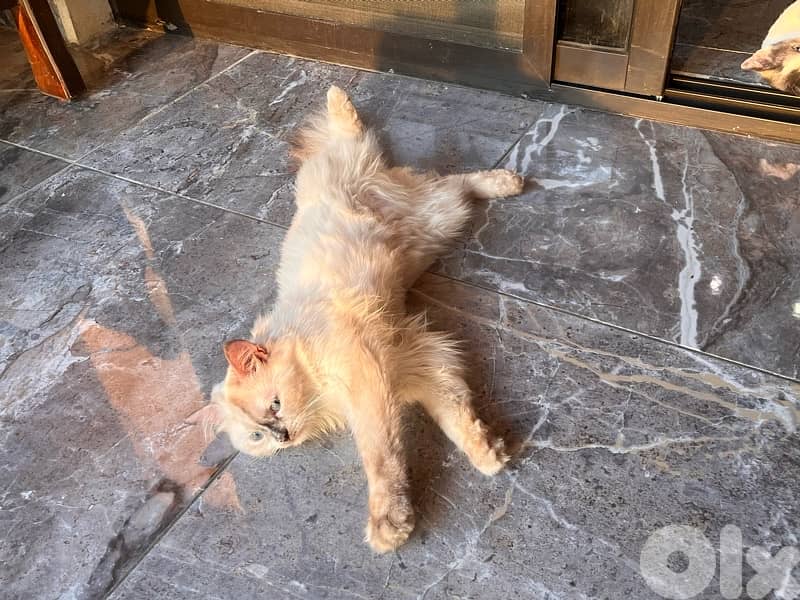 ابحث عن قط للزواج 3