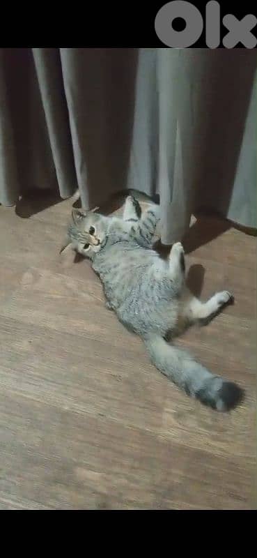 2 cats for adoption 1