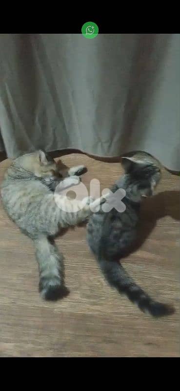 2 cats for adoption 2