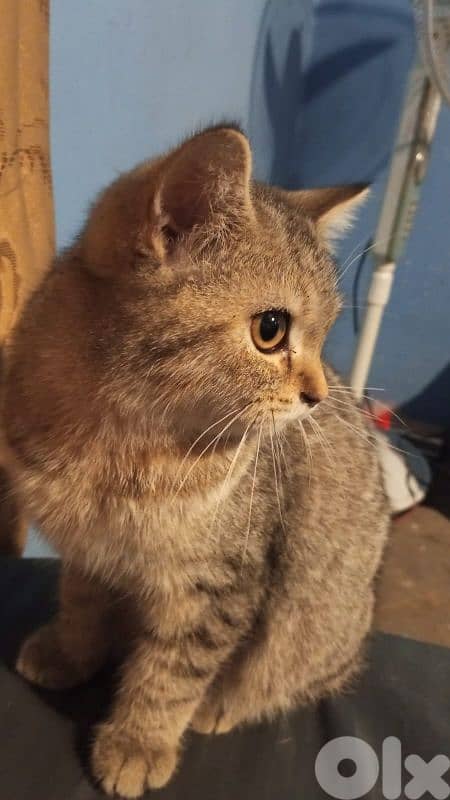 2 cats for adoption 0