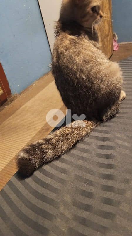 2 cats for adoption 3