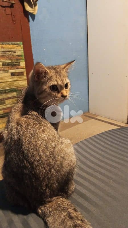 2 cats for adoption 4