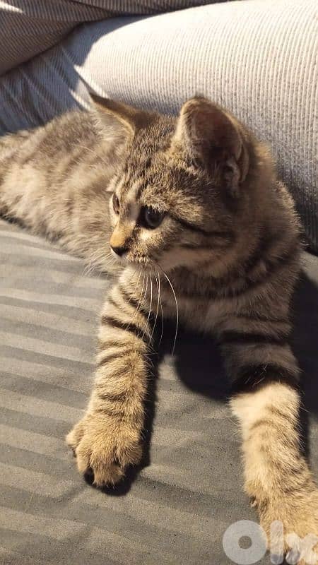 2 cats for adoption 5