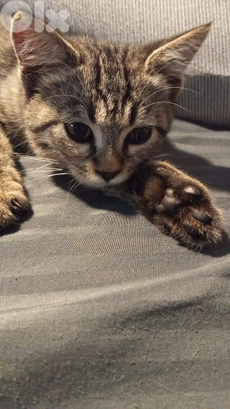 2 cats for adoption 6