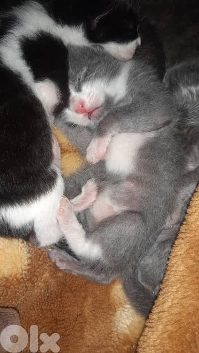 قطط للبيع ب سعر مغري فقط للجادين