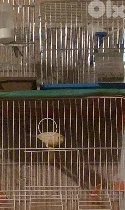 كناري للبيع ذكرين وانثاي حاضرين