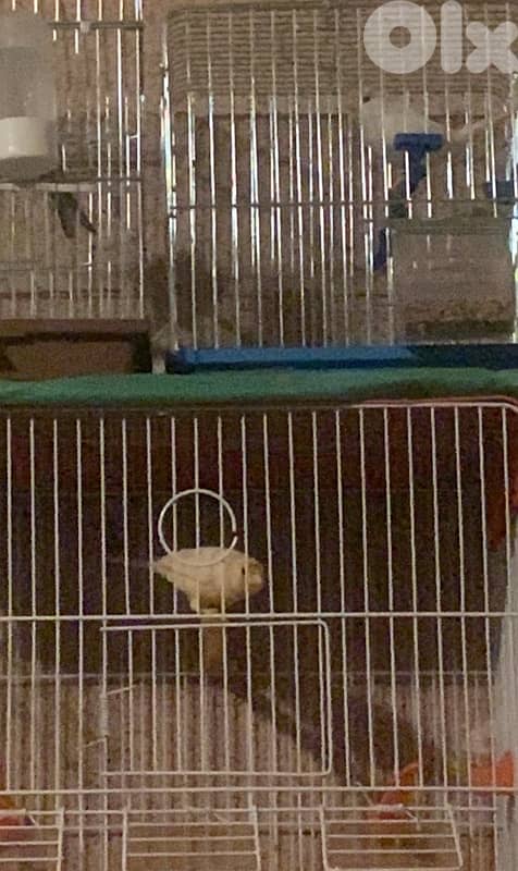 كناري للبيع ذكرين وانثاي حاضرين 0