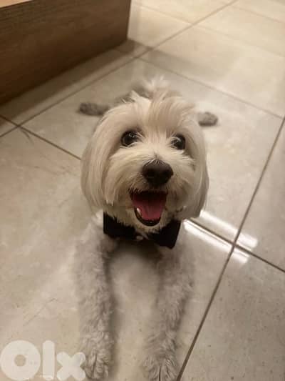 maltese for adoption