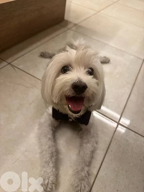 maltese for adoption 0