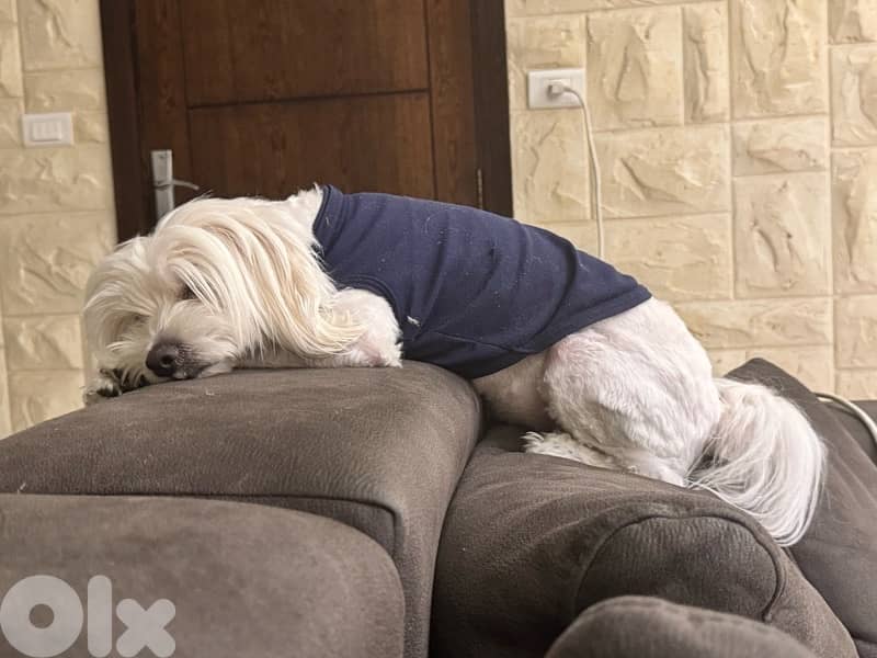 maltese for adoption 1