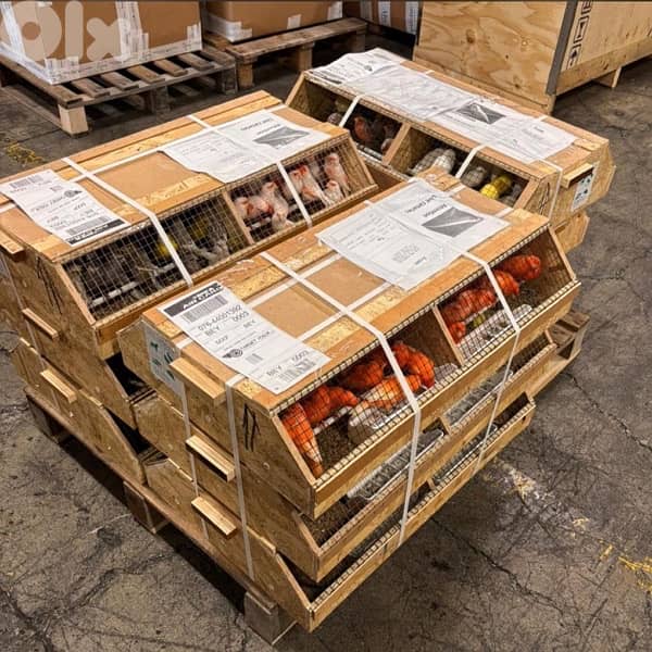 للبيع طيور كناري واصلي من ايطاليا 0