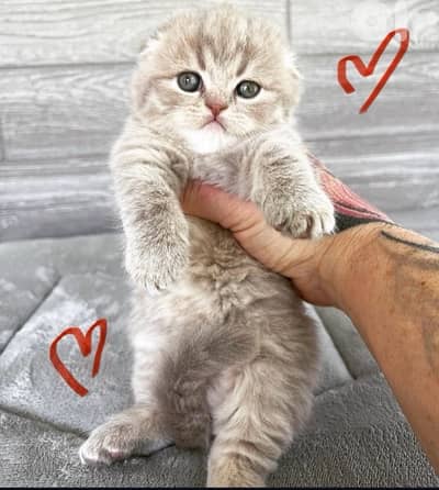 scottish murbel 70485808