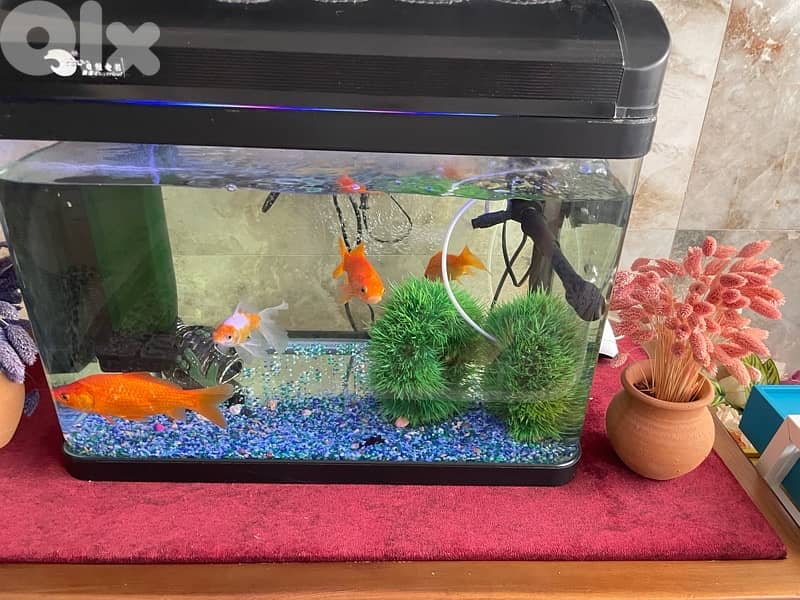 اكواريوم سمك جديد 0