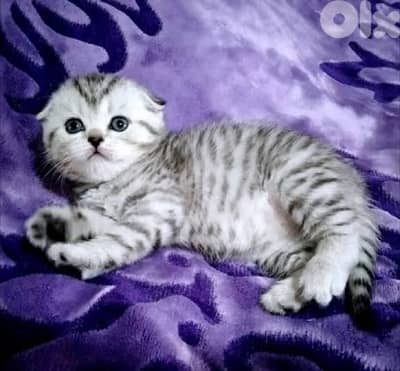 scottish murbel 70485808