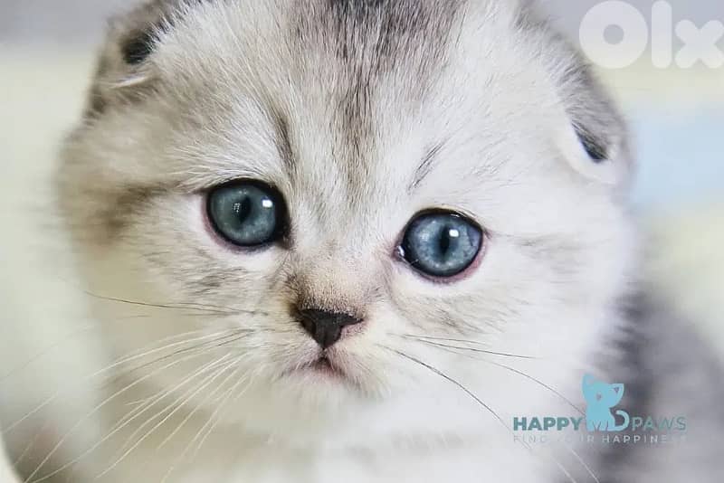 scottish murbel 70485808 1