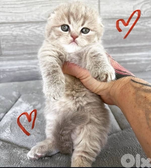 scottish murbel 70485808 2