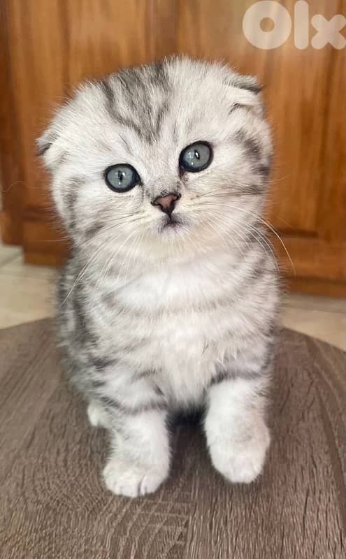 scottish murbel 70485808 3