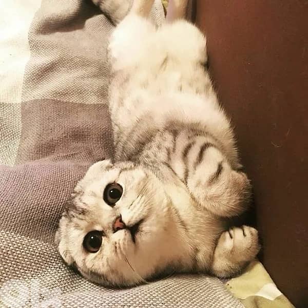 scottish murbel 70485808 4