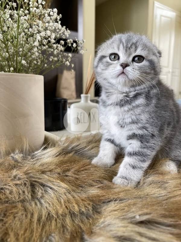 scottish murbel 70485808 5