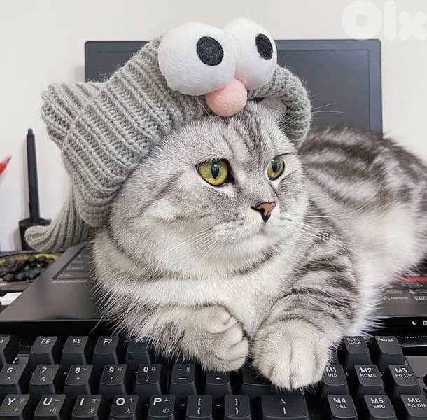 scottish murbel 70485808 6