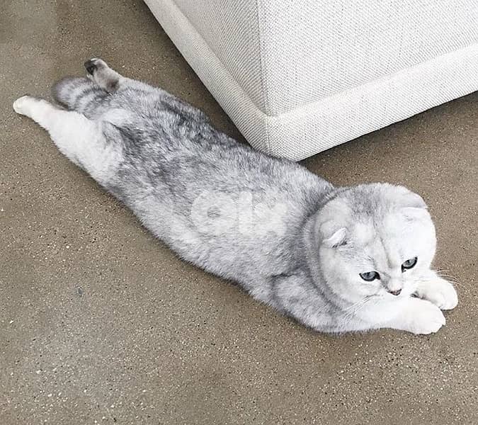 scottish murbel 70485808 7