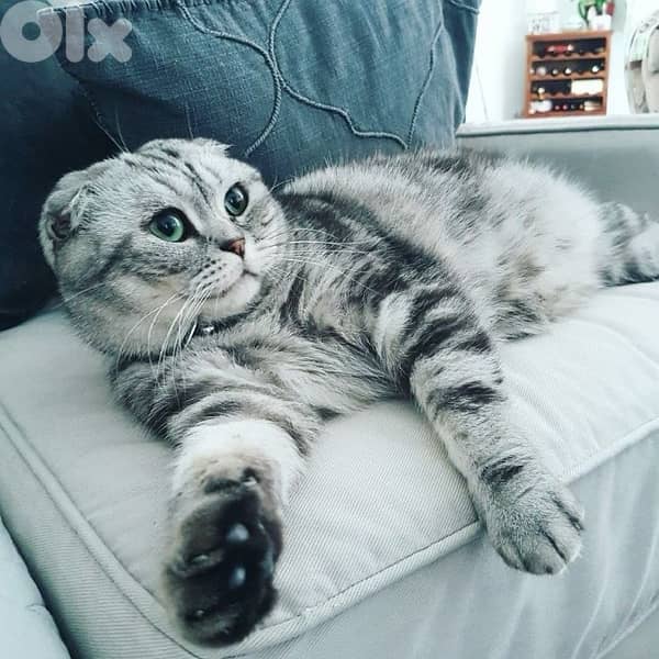 scottish murbel 70485808 8