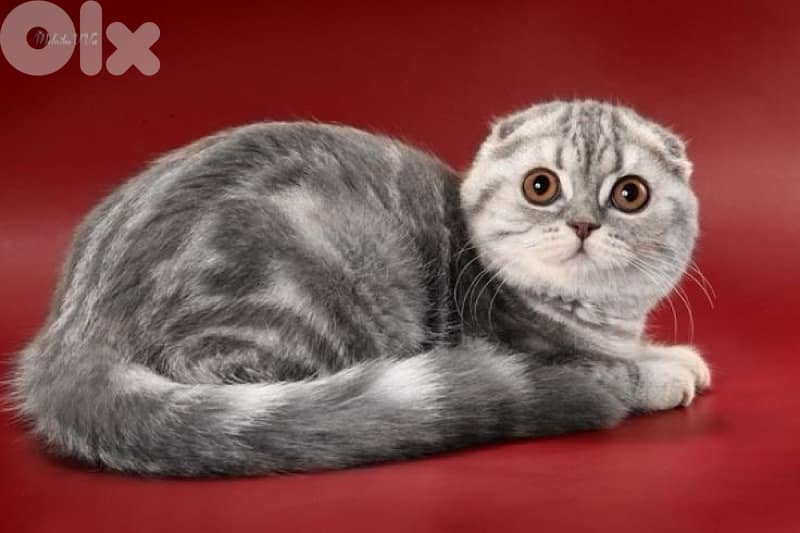 scottish murbel 70485808 9