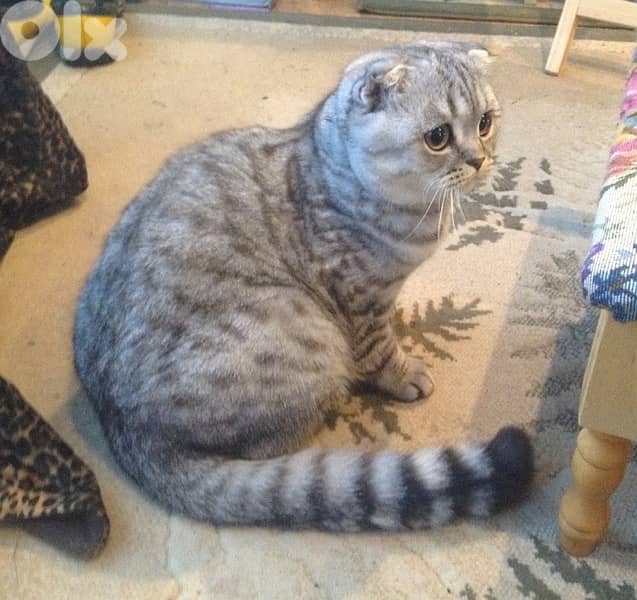 scottish murbel 70485808 10