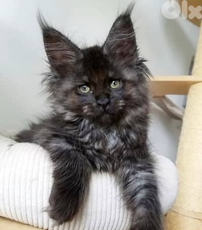 High Quality Maine Coon Kitten Imported Pure Breed Cat قطط Delivery