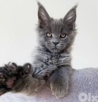 Giant Maine Coon high quality Kitten grey color imported  Cat قطط