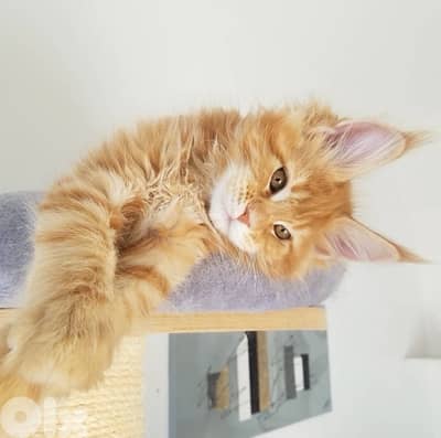 Adorable Maine Coon imported available in shop & delivery Cat قطط
