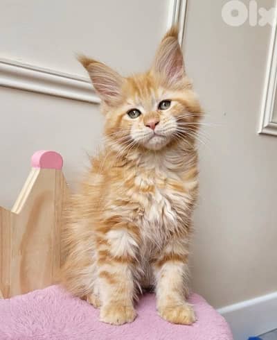 Imported Beautiful Orange Maine Coon Kitten available delivery قطط