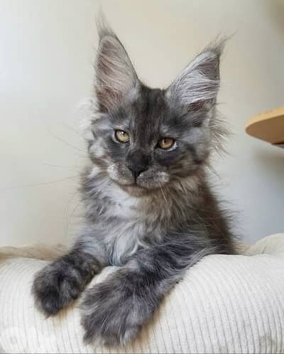 Giant Maine Coon high quality Kitten grey color imported  Cat قطط