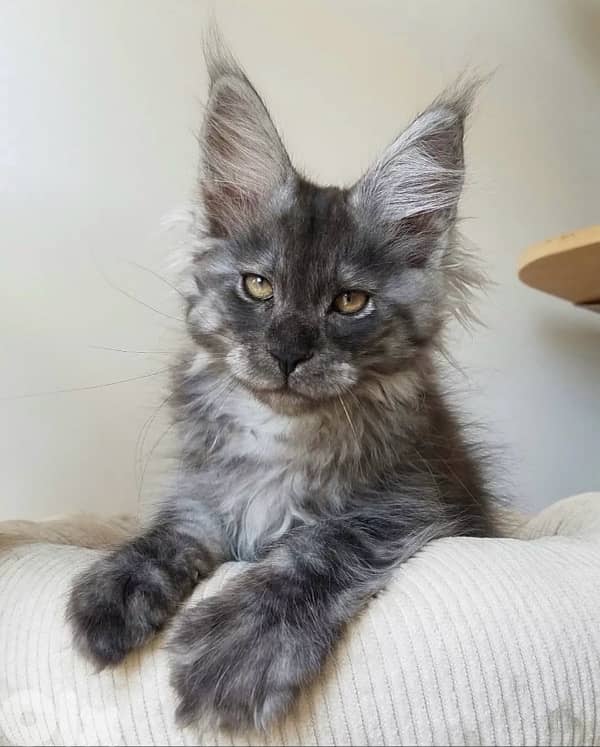 Giant Maine Coon high quality Kitten grey color imported  Cat قطط 0