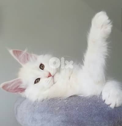 Imported white Maine Coon Available Mainecoon