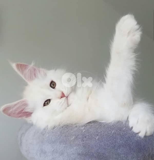 Imported white Maine Coon Available Mainecoon 0