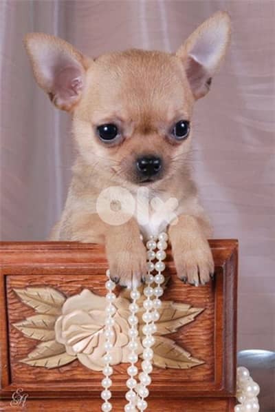 Chihuahua Baby Puppies/ dog كلاب