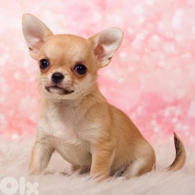 Small Chihuahua Puppies in store/ dog كلاب