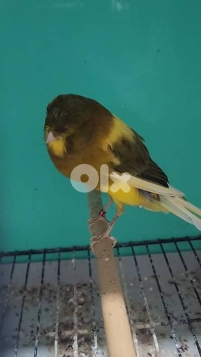 دكر يورك تركي  إنتانسيف ٢٠٢٤