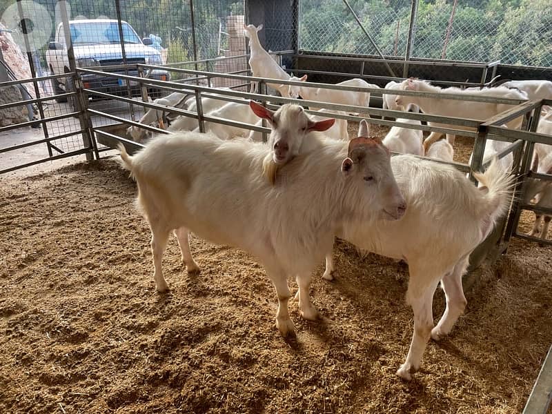 فحلين للبيع 0