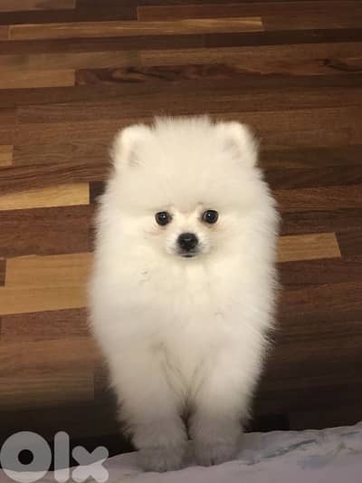 Teacup pomeranian Vaccinated