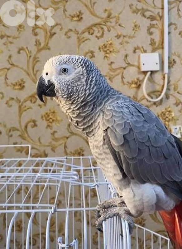 parrot grey عمر سنة 0