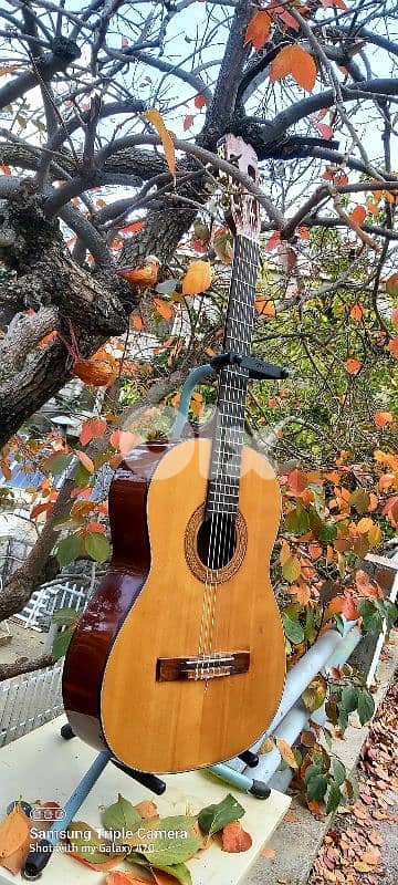 Classic guitar brand Hondo 2