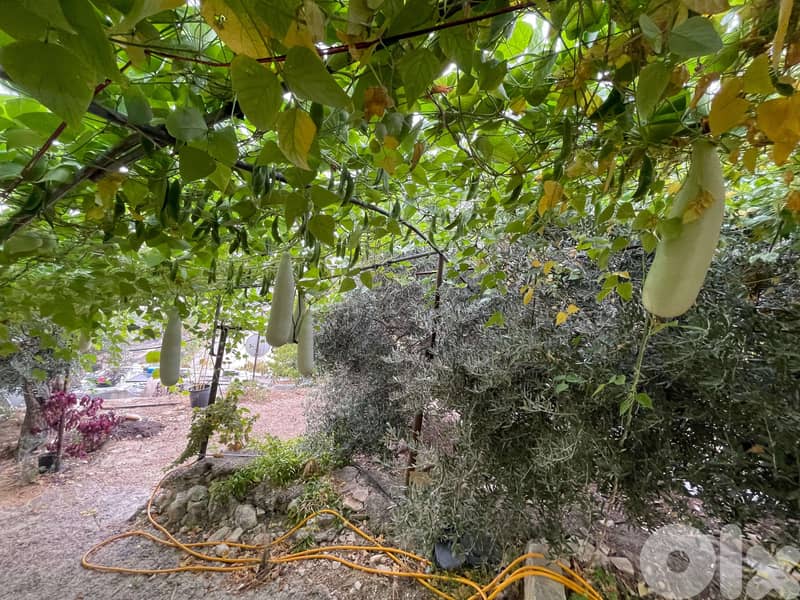 أرض للبيع في جنسنايا، منطقة رائعة ومزروعة بالكامل بأشجار مثمرة 1