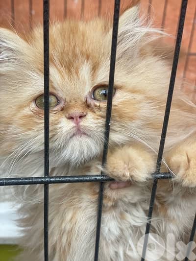 2 kitten exotic persian for sale 150 $per one
