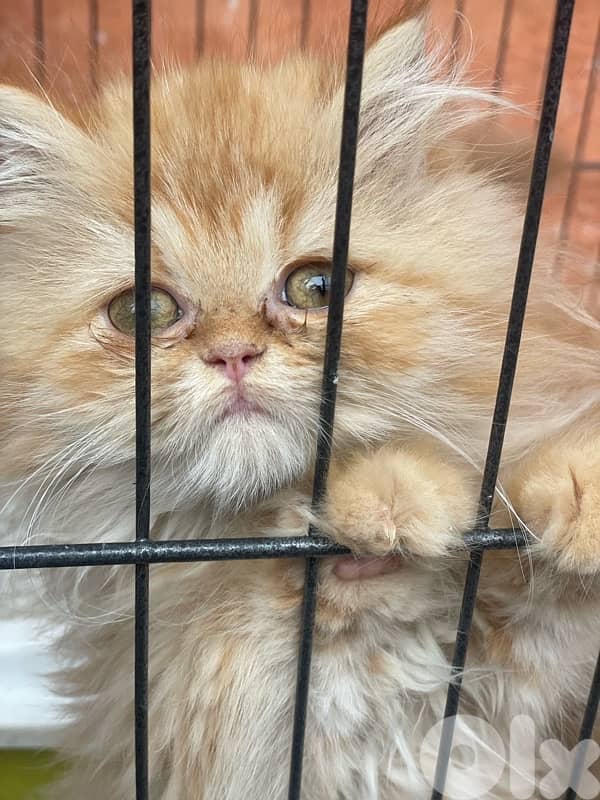 2 kitten exotic persian for sale 150 $per one 0