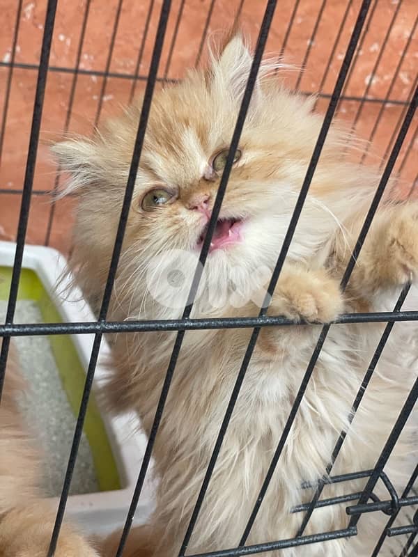 2 kitten exotic persian for sale 150 $per one 1