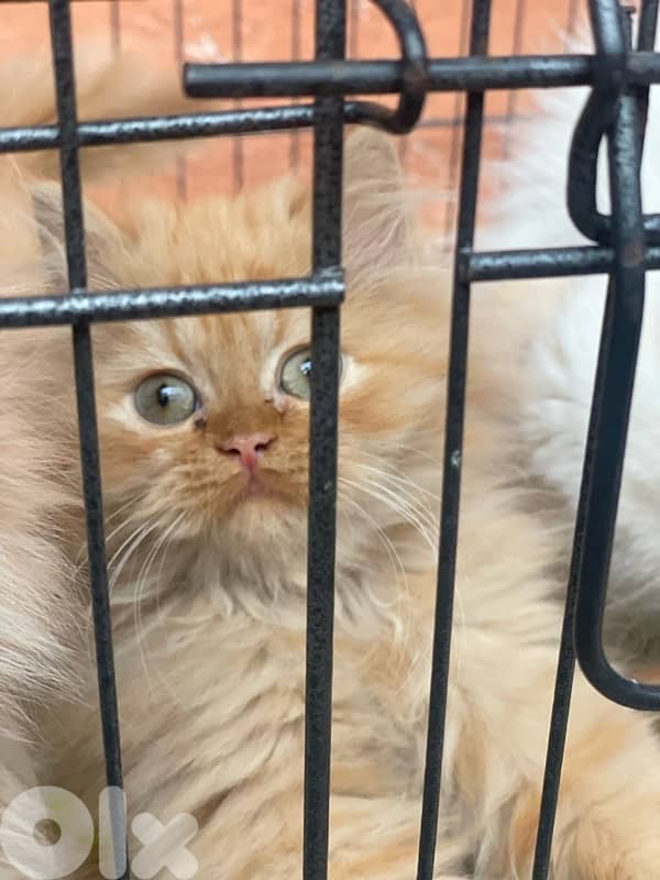 2 kitten exotic persian for sale 150 $per one 2